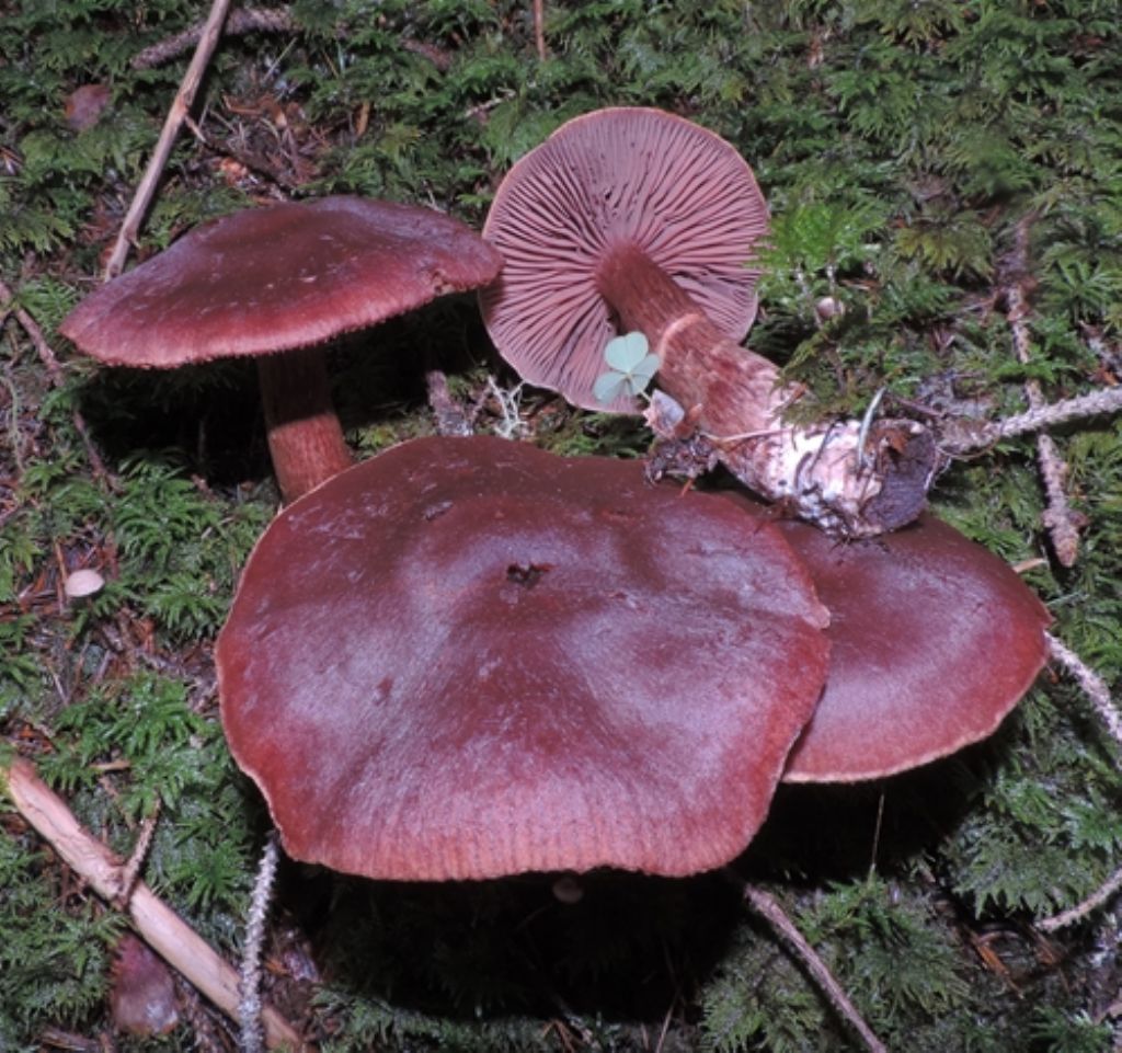 Cortinarius da identif.